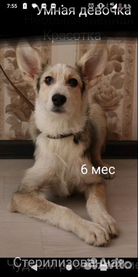 Щенок подросток