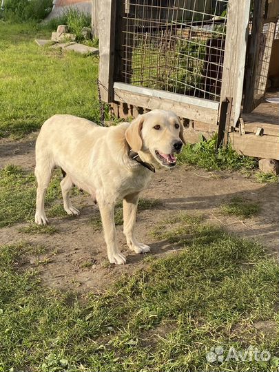 Щенки бесплатно