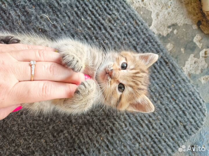 Домашние животные котята