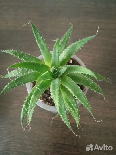 Суккуленты