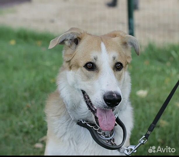 Солнечный пёс в добрые руки