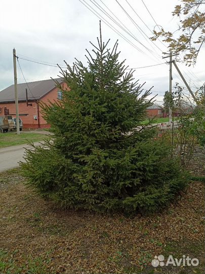 Ель новогодняя живая