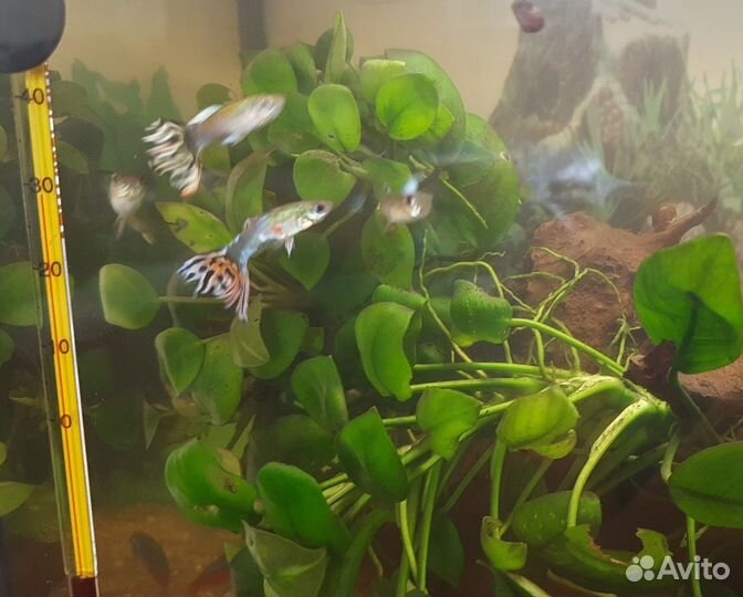 Семейка рыбок гуппи