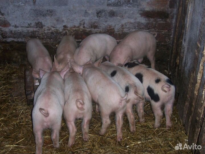 Поросята