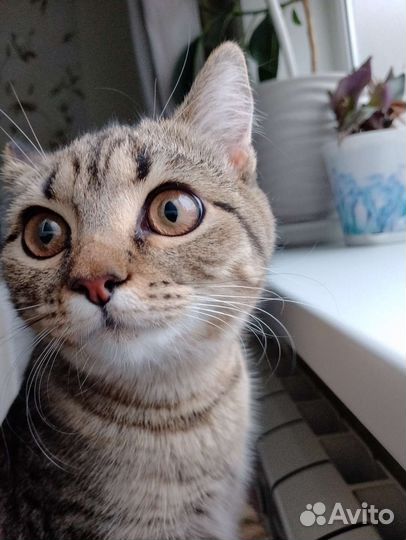 Кошка метис