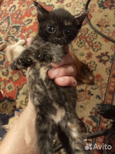 Отдам бесплатно котят