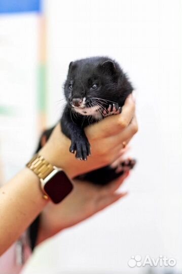 Щенки норки