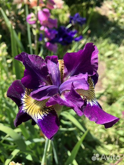 Сибирские и японские ирисы