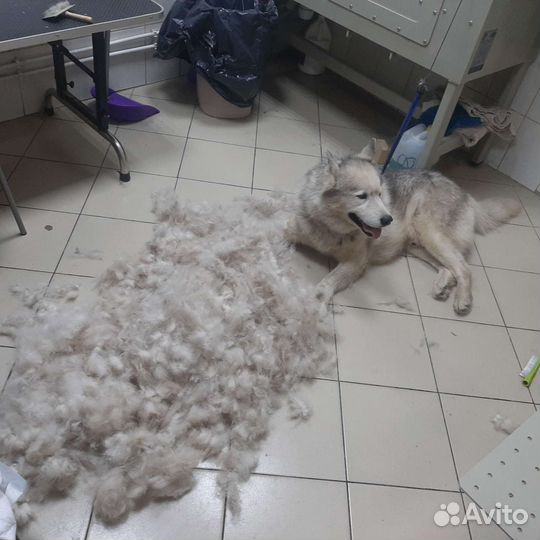 Стрижка собак кошек Грумминг