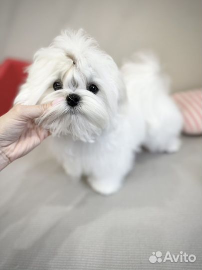 Мальтезе мальчик