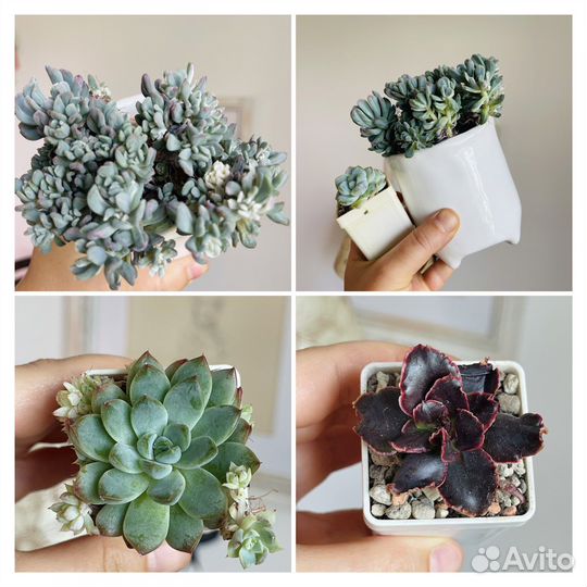 Суккуленты. Эхеверия. Распродаю коллекцию