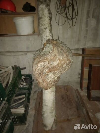 Кап (Сувель) Береза