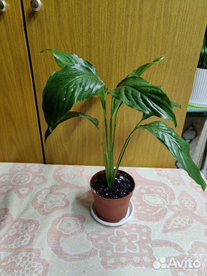 Спатифиллум