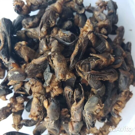 Медведка азиатская