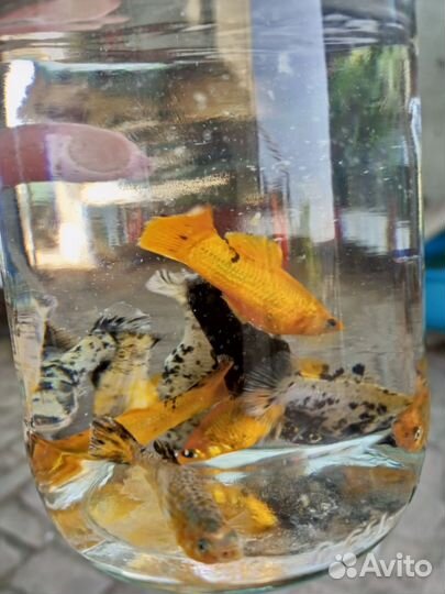 Аквариумные рыбки гуппи