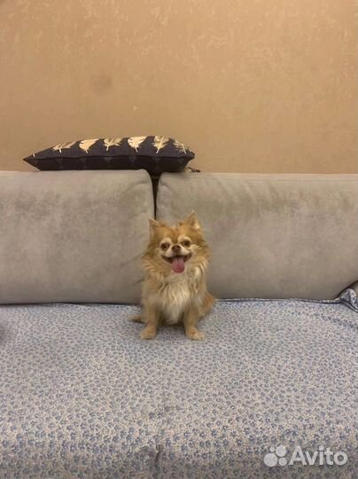 Передержка с ветврачом (зоогостиница )