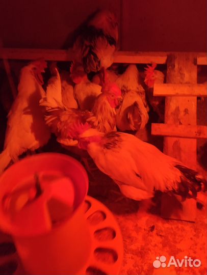 Молодые петухи