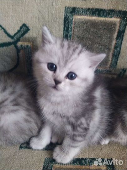 Британская