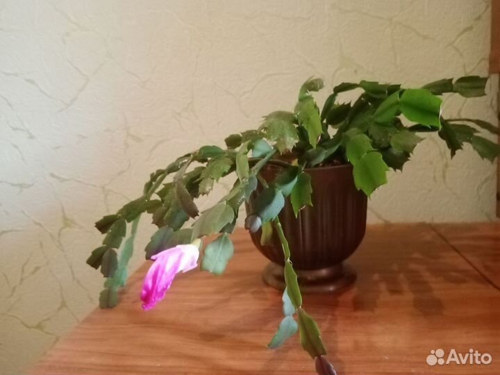 Домашний цветок