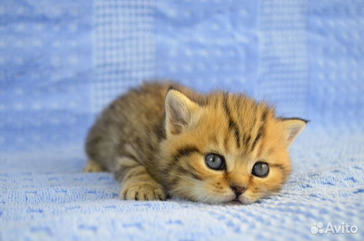 Британская Серебристая шиншилла Британские котята