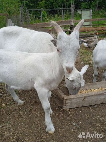 Козлик на племя