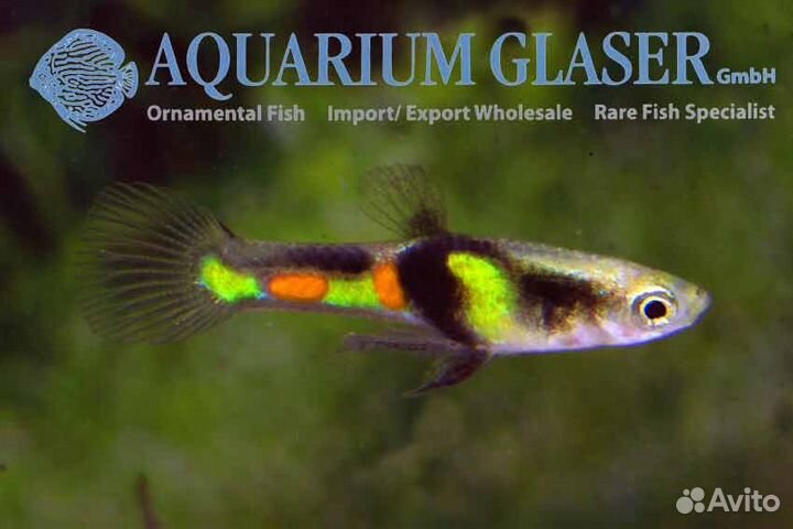 Гуппи эндлера Campoma El Tigre