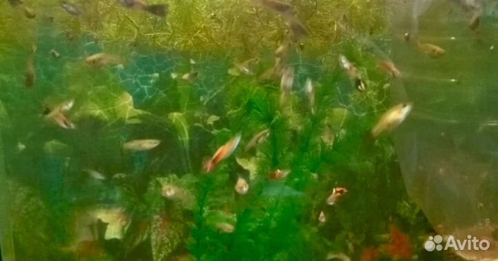 Аква растения, гуппи
