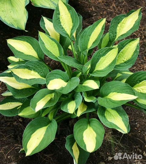 Хоста растение