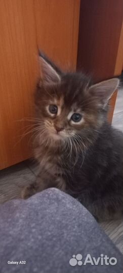Котята мейн-кун