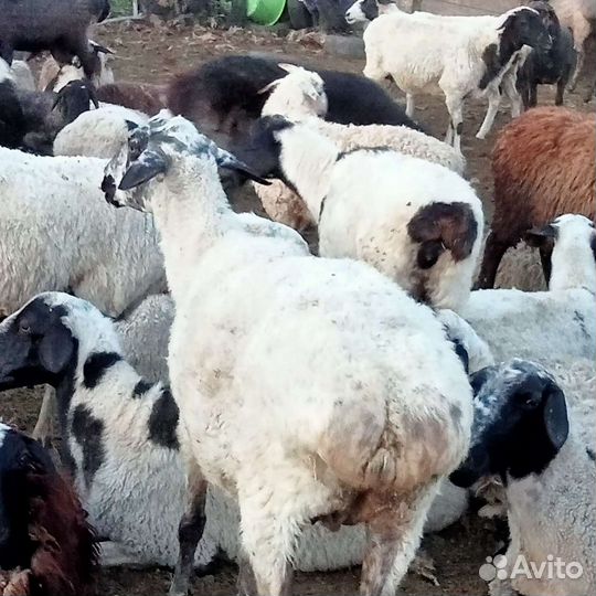 Овцы бараны ягнята. Конь