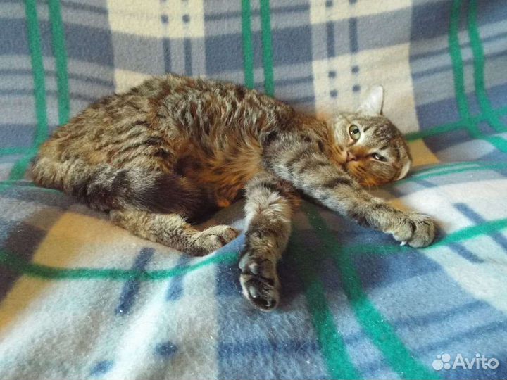Ласковая кошка