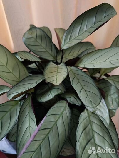 Ктенанта амагрис