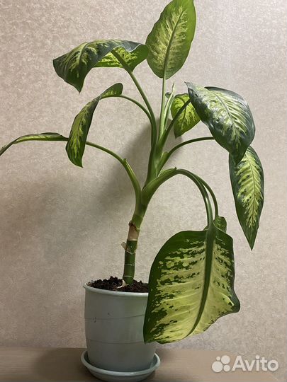 Диффенбахия прелестная (Dieffenbachia Amoena)