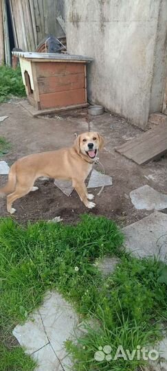 Собака в добрые руки отдам бесплатно