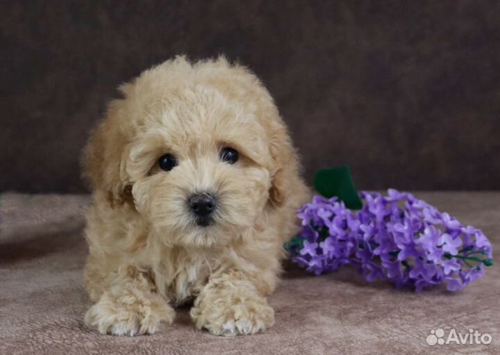 Мальтипу Ф1 девочки