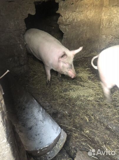 Мясо свинины,домашнее