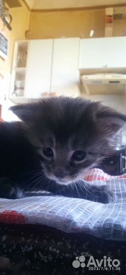 Котенок