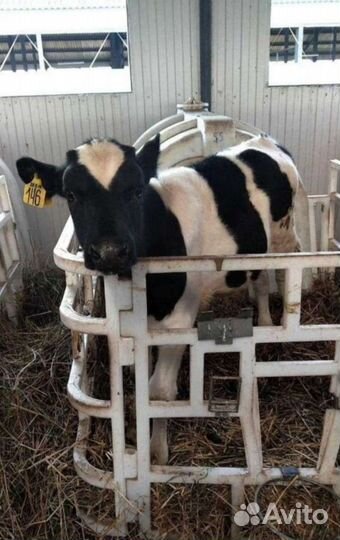 Телята бычки