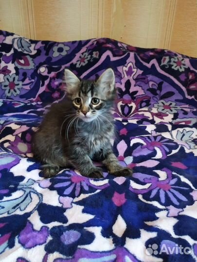 Котодевочка в хорошие руки