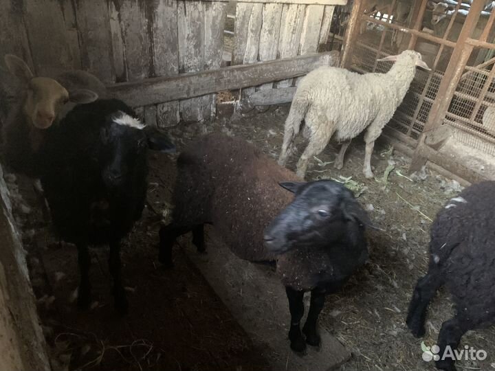 Овцы бараны ягнята
