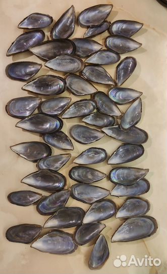 Створки от ракушек