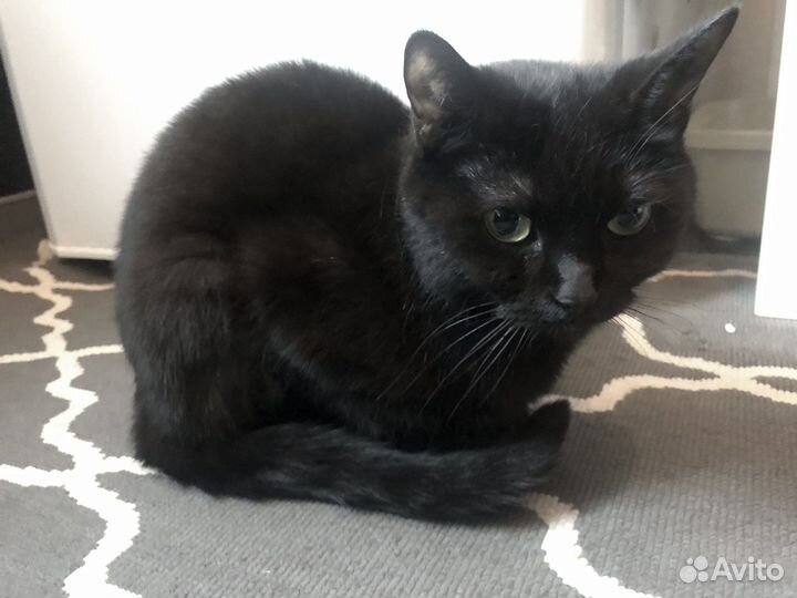 Британская кошка чёрная в дар