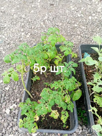 Рассада помидор черри