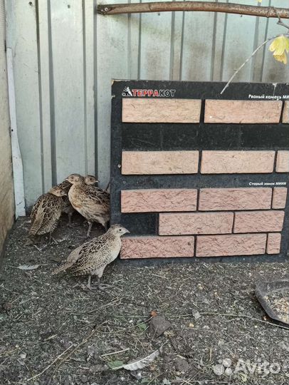 Фазаны молодые, павлинята, цесарята и бентамки