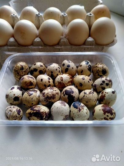 Яйца перепелиные домашние