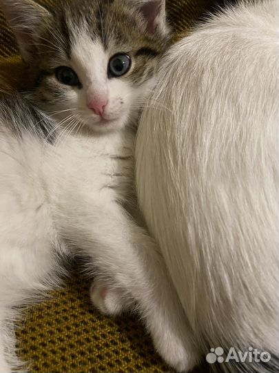 Котёнок 1,5 месяца