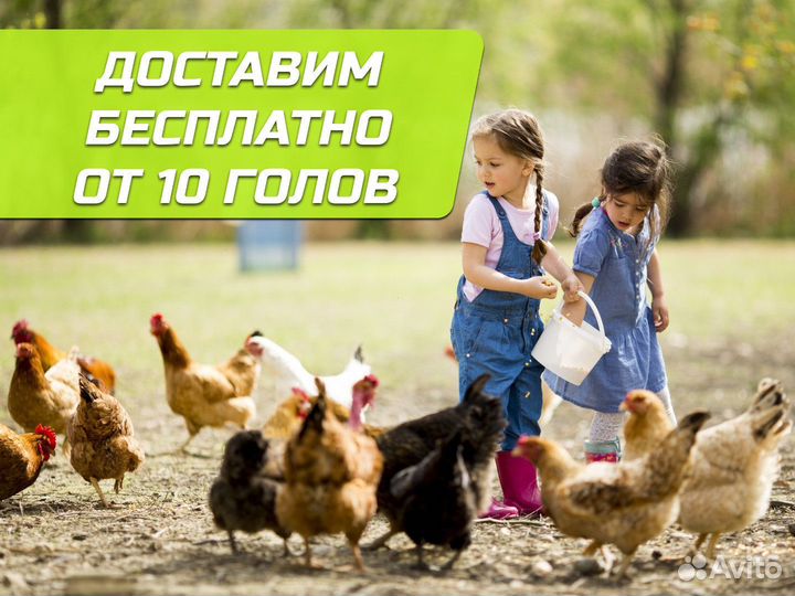 Куры несушки Легорн белая