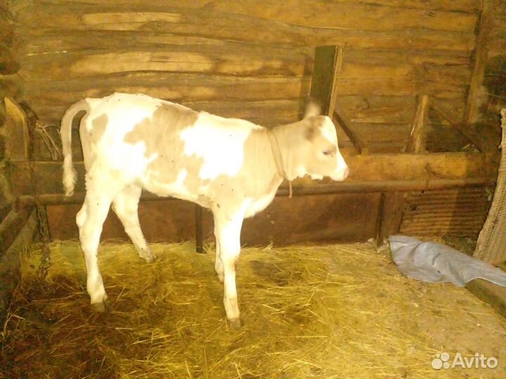Продается корова с теленком