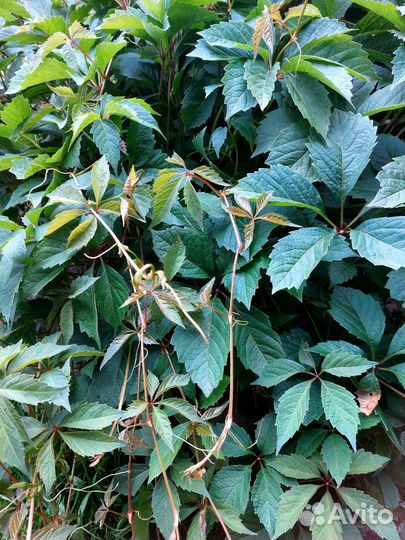 Девичий виноград пятилистный
