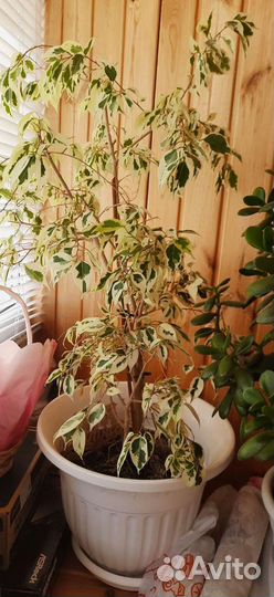 Комнатные растения